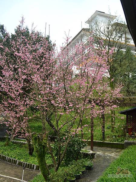 大尖山賞櫻31-餐廳廊道上的美麗櫻景