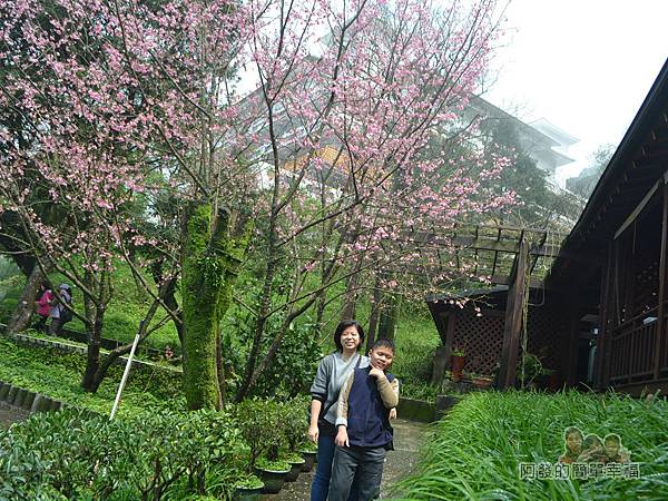 珍饌玉膳10-餐廳旁櫻花樹下留影