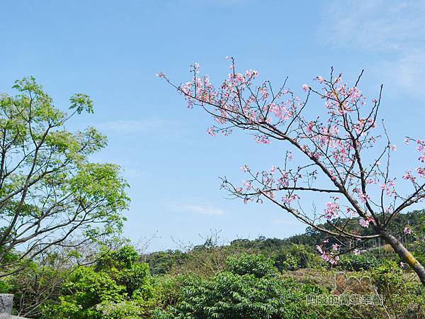 三生步道26-藍天綠樹粉紅櫻