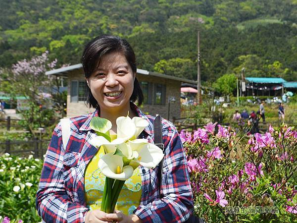 竹子湖海芋季25-摘完海芋的老婆