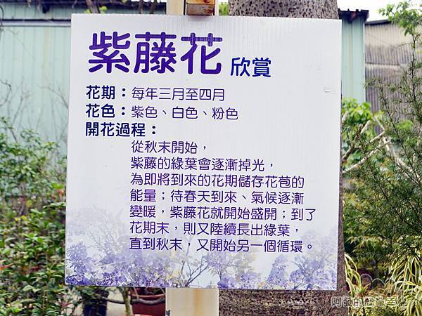 台北花卉村07-憨牛園-紫藤花介紹
