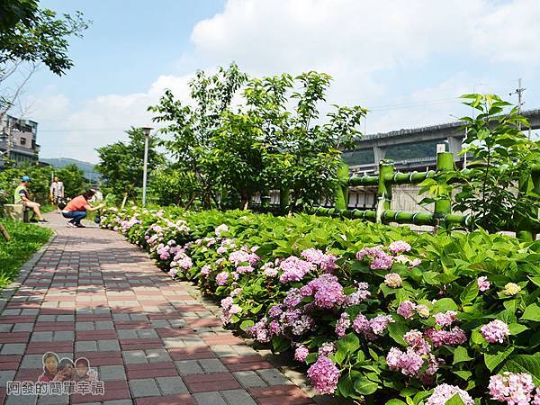 泰山繡球花步道24-有如小型後花園秘境