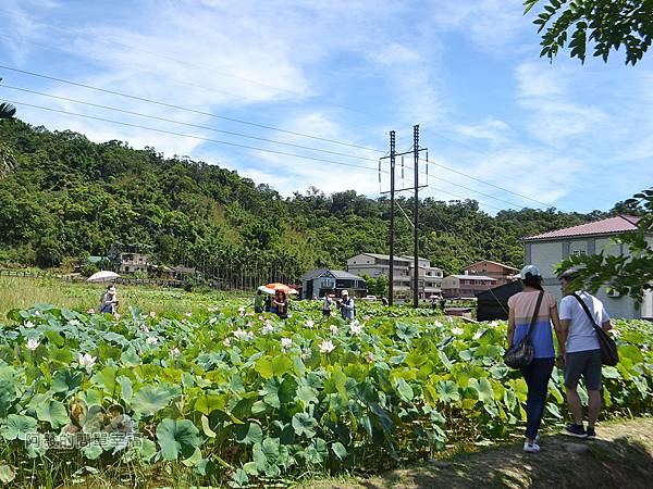 2017雙溪荷所在04-田埂進入