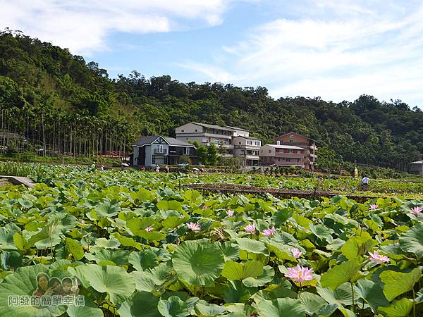 2017雙溪荷所在15-目前見過最大片的荷花田很壯觀