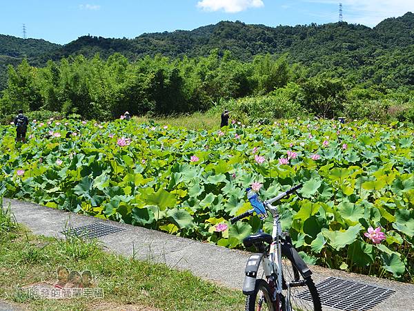 2017雙溪荷所在39-小型荷花田