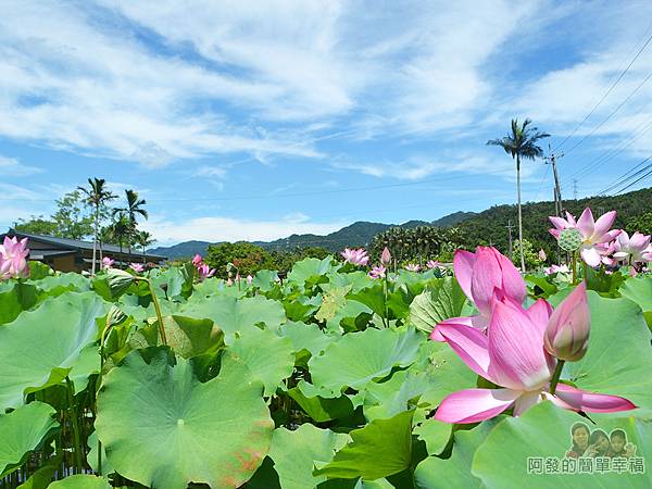 2017雙溪荷所在44-花田中一景