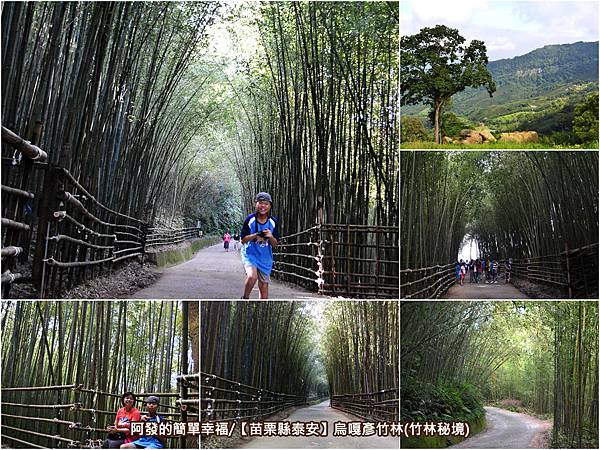 烏嘎彥竹林all 烏嘎彥竹林all