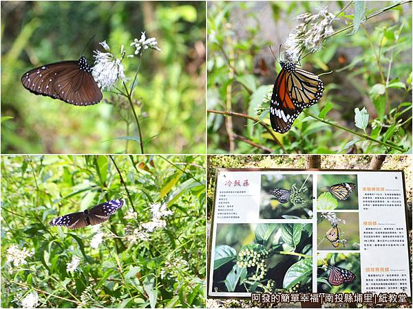 紙教堂07-群蝶翩翩飛舞組圖 紙教堂07-群蝶翩翩飛舞組圖