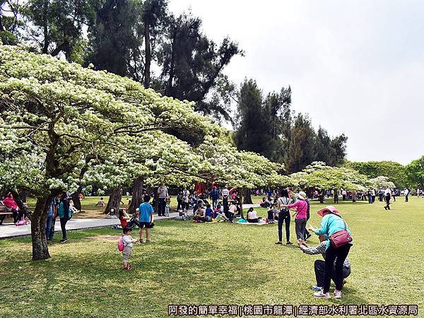 北區水資源局04-大草坪一側種植約12棵流蘇