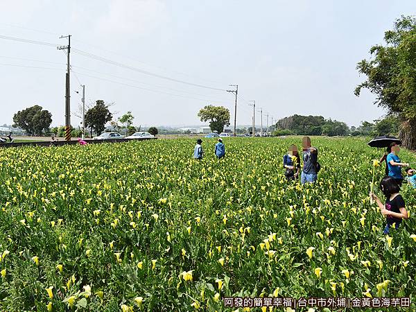 金黃色海芋田13-車子就沿路靠田邊停放