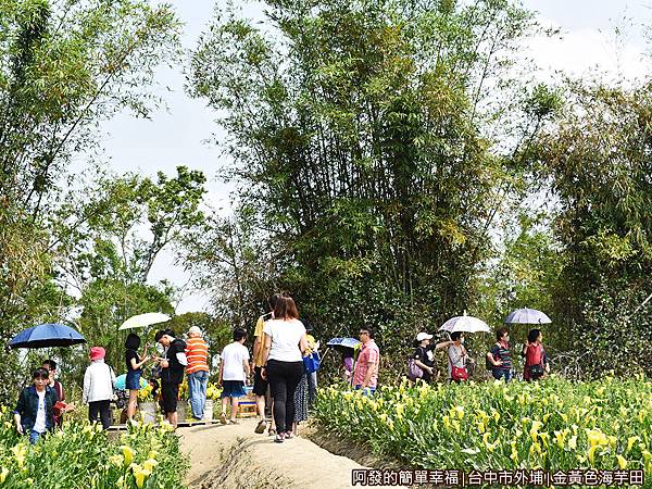 金黃色海芋田14-花田旁竹林前人潮匯集