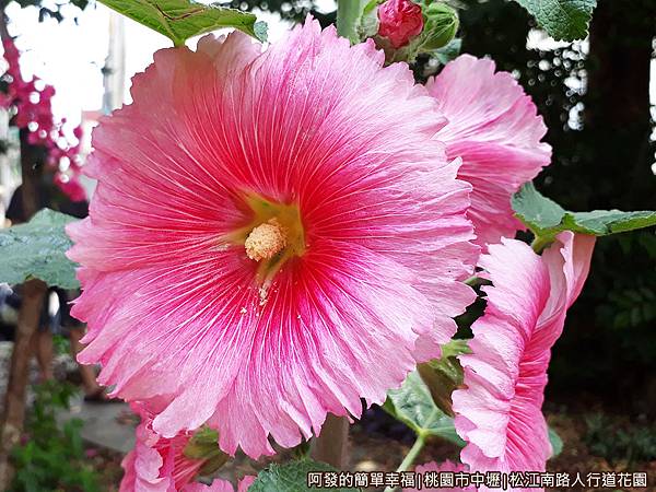 松江南路小花園09-蜀葵花特寫.jpg