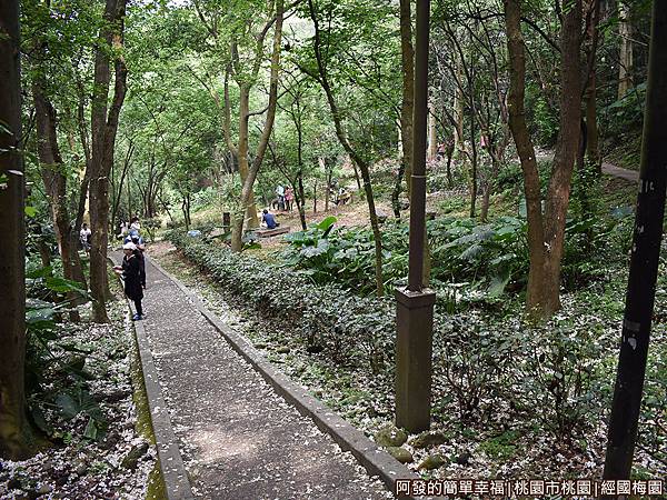 經國梅園19-登山步道上盡是雪白的落花.JPG