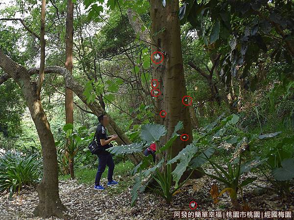 經國梅園04-桐花落花如雪花般紛飛而下.JPG