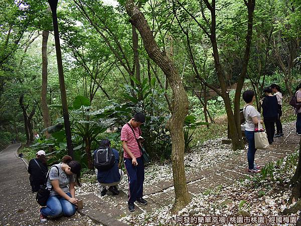 經國梅園16-找尋自己專屬的美麗畫面.JPG