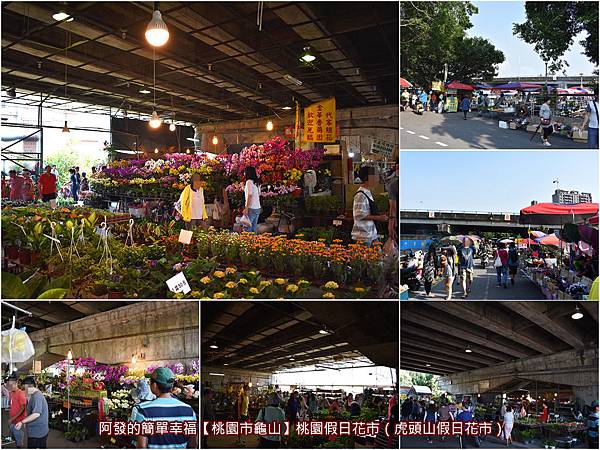 虎頭山公園周邊景點美食16-桃園假日花市（虎頭山假日花市）all.jpg