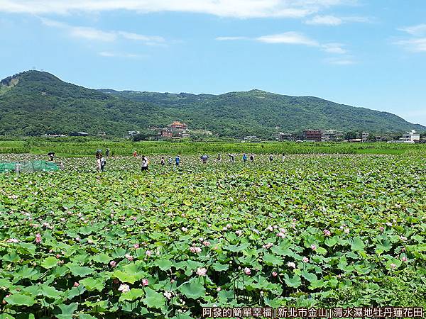 清水濕地牡丹蓮花田03-清水濕地腹地相當廣闊.jpg