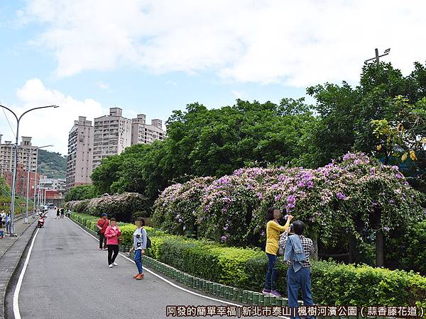 楓樹河濱公園07-蒜香藤花道.JPG