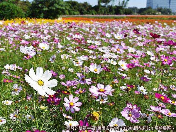 桃園花彩節(平鎮展區)10-大波斯菊花海.JPG