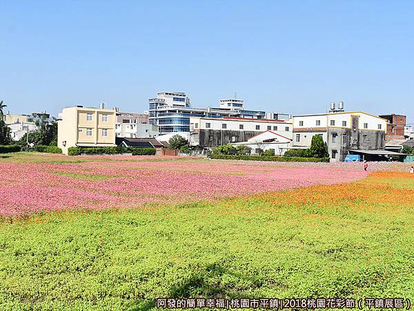 桃園花彩節(平鎮展區)14-花毯與綠草如茵.JPG