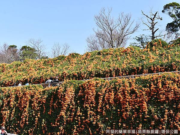 銅鑼環保公園03-上面有還一層櫻花步道.JPG