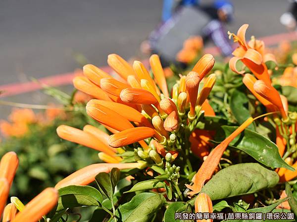 銅鑼環保公園17-炮仗花側寫.JPG