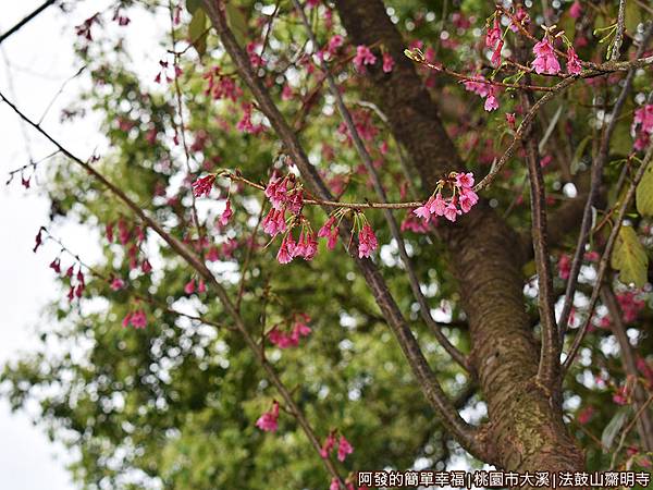 法鼓山齋明寺29-步道旁的櫻花開.JPG 法鼓山齋明寺29-步道旁的櫻花開.JPG