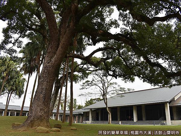 法鼓山齋明寺25-百年樟樹.JPG