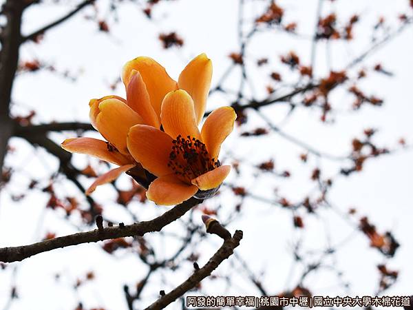 中央大學木棉花道06-木棉花特寫.JPG