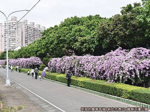 楓樹河濱公園05-〝蒜香藤花道〞約兩百公尺長.JPG