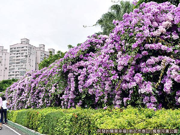 楓樹河濱公園06-如紫色花海瀑布般.JPG