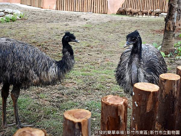 新竹市立動物園17-鴯鶓.JPG