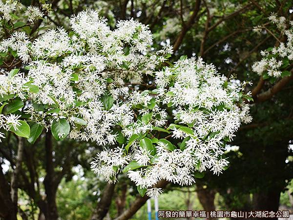 大湖紀念公園18-流蘇側寫.JPG