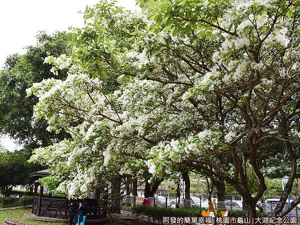 大湖紀念公園17-如覆蓋一層白雪.JPG