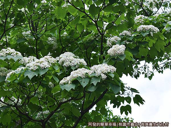 長庚養生文化村07-人行道盛開的油桐花.JPG