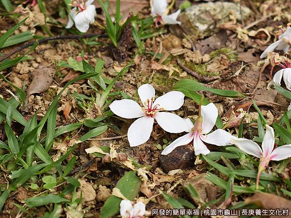 長庚養生文化村10-草皮上的落花特寫.JPG