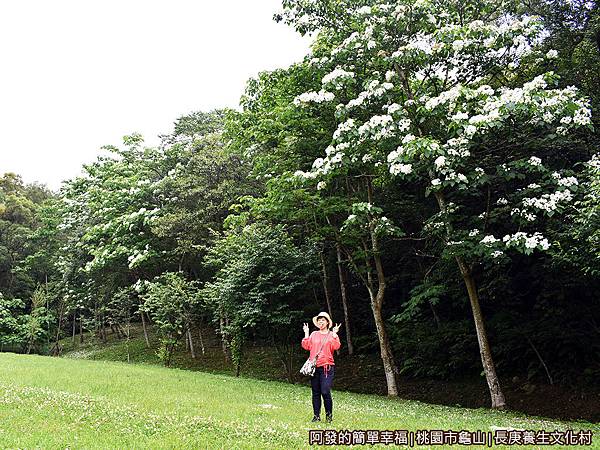 長庚養生文化村13-大草皮旁油桐花樹下留影.JPG