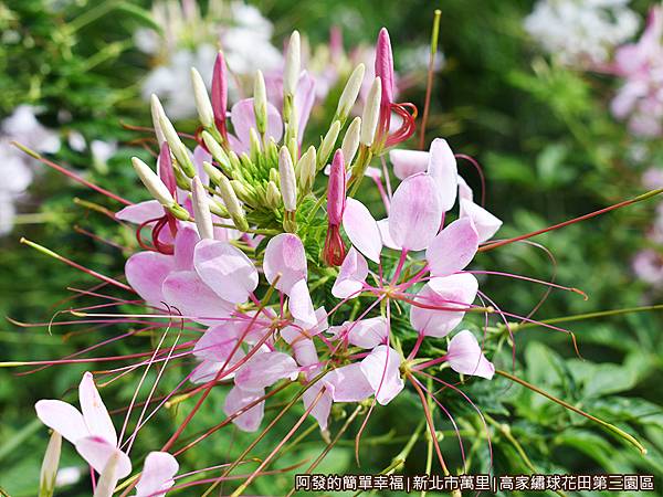 高家繡球花田第三園區06-醉蝶花.JPG