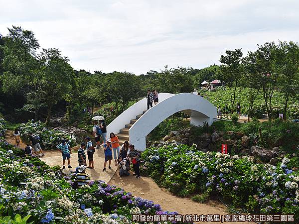 高家繡球花田第三園區16-拍不停的遊客們.JPG