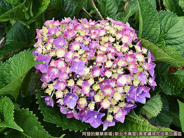 高家繡球花田第三園區18-漸層紫的繡球花.JPG