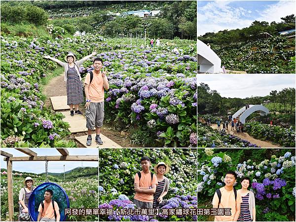 新北市萬里遊記 高家繡球花田第三園區滿山遍谷 繽紛耀眼如人間仙境的繡球花海 花期已進入後半段 再錯過只能等明年 新北市萬里遊記 高家繡球花田第三園區滿山遍谷 繽紛耀眼如人間仙境的繡球花海 花期已進入後半段 再錯過只能等明年