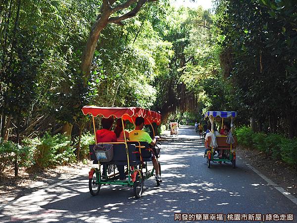 新屋綠色走廊07-左右都是木麻黃防風林而構成綠色般的隧道.JPG