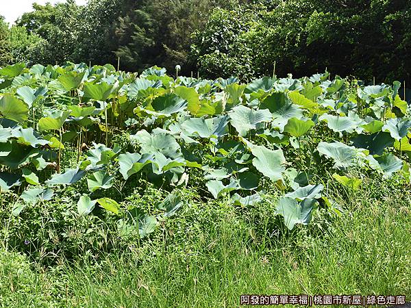 新屋綠色走廊14-蓮花池.JPG