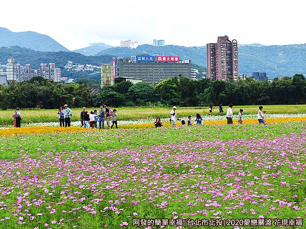 愛戀關渡花現幸福20-花海區中段一景.JPG