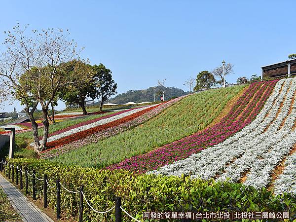 北投社三層崎公園19-如彩虹花毯瀑布般順山坡流下.JPG