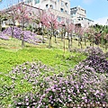 永吉公園22-紫色花海小山坡.JPG