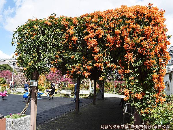 永吉公園04-炮仗花棚.JPG