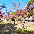 長庚養生文化村07-第二停車場旁的小型櫻花林.jpg