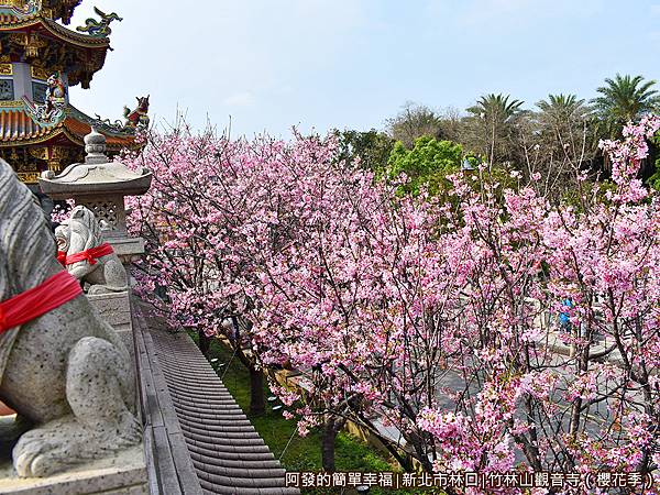 竹林山觀音寺06-整排的吉野櫻樹梢.JPG