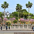 竹林山觀音寺09-對面公園中整排的吉野櫻盛開.JPG